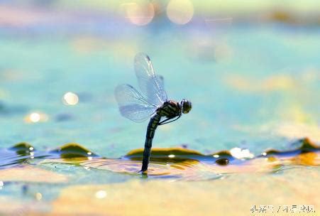 蜻蜓點水的目的